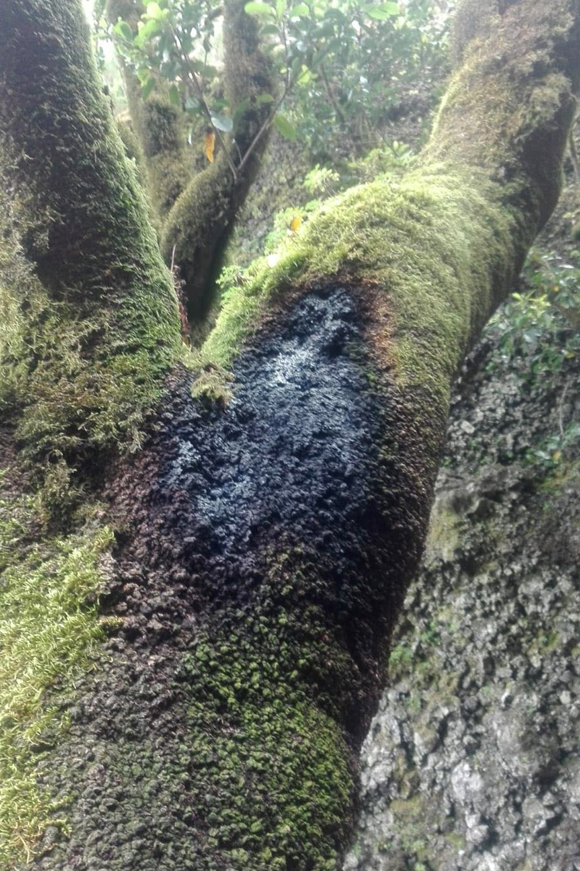 Imagen cedida por el Cabildo de El Hierro